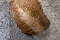 Une oothque contenant des oeufs de la Mante religieuse (Dictyoptre - Mantidae - Mantis religiosa)